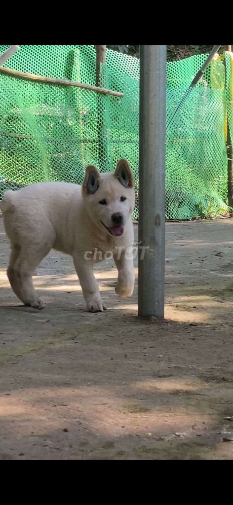 Chó đực màu Trắng. Mua bán Chó tại Thành phố Thủ Đức Tp Hồ Chí Minh được đăng bởi cho H mong hình 1