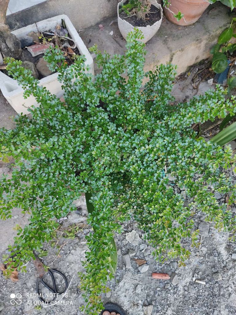 Cây cảnh bonsai Cần thăng Gốc già. Mua bán Cây cảnh, đồ trang trí tại Huyện Hòa Thành Tây Ninh được đăng bởi Hoàng Minh hình 1