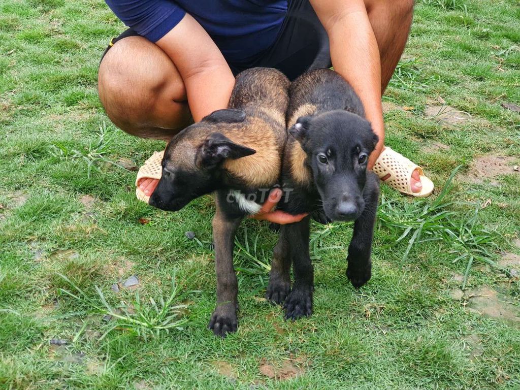 Chó malinois becgie bỉ 700k 1kg