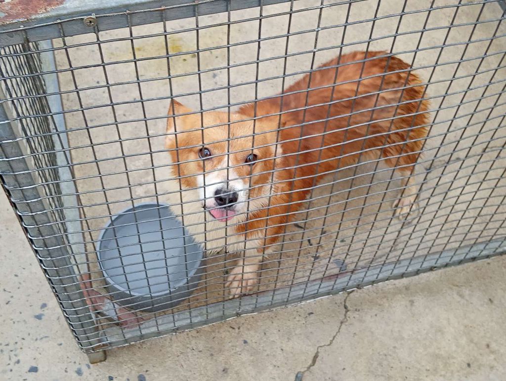 Chó Corgi cái chưa sinh sản. Mua bán Chó tại Thành phố Vũng Tàu Bà Rịa - Vũng Tàu được đăng bởi Nhân Rottweiler  hình 1