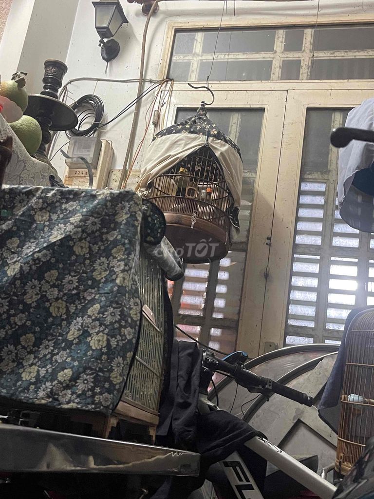 Chim Mun bộ to 1 mùa không tật lỗi. Mua bán Chim tại Quận Bình Thạnh Tp Hồ Chí Minh được đăng bởi heri hình 1