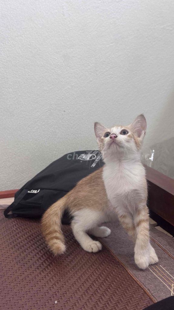 Mèo Anh lai 3 tháng tuổi. Mua bán Mèo tại Quận Hà Đông Hà Nội được đăng bởi Sumô meoww hình 1