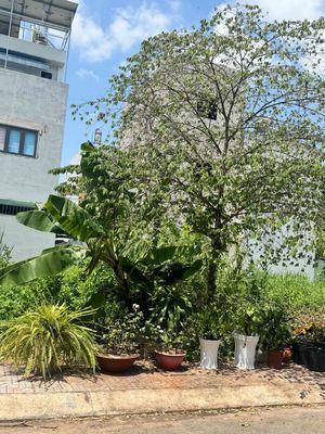 Sát Vinhome 50m2 Full Thổ Hẻm Xe Hơi Giá 3.2 Tỷ