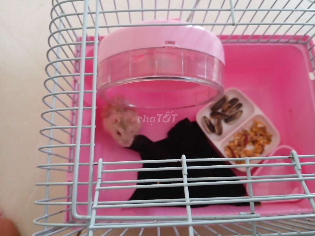 Chuột hamster luôn chuồng và phụ kiện. Mua bán Thú cưng khác tại Quận Tân Phú Tp Hồ Chí Minh được đăng bởi Lê Tím hình 1