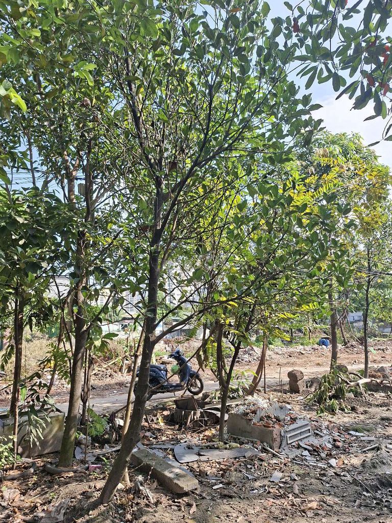 Vườn xoài, mít, ổi. Mua bán Cây cảnh, đồ trang trí tại Thành phố Thủ Đức Tp Hồ Chí Minh được đăng bởi Trung hình 1