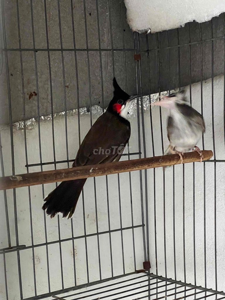 Chim chào mào Indo 100. Mua bán Chim tại Quận 12 Tp Hồ Chí Minh được đăng bởi Nhân Trương hình 1