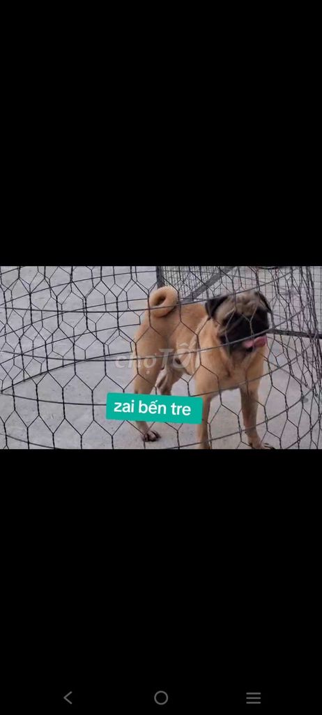 pug duc làm giống. Mua bán Chó tại Huyện Bình Chánh Tp Hồ Chí Minh được đăng bởi thuy tran hình 1