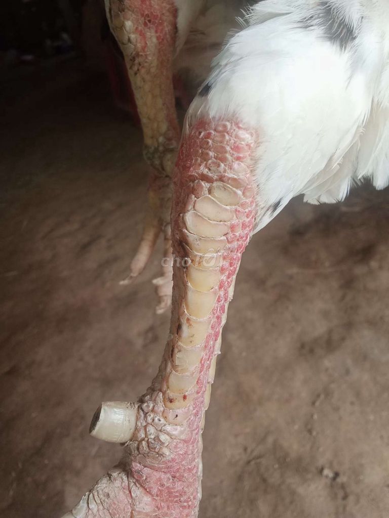 Gà bướm 2k8. Mua bán Gà tại Huyện Càng Long Trà Vinh được đăng bởi huynh long hình 3