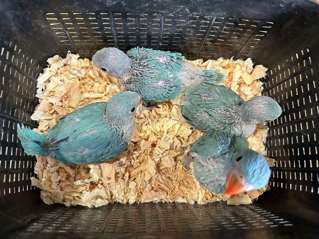 Chim vẹt ringneck blue non dạy nói