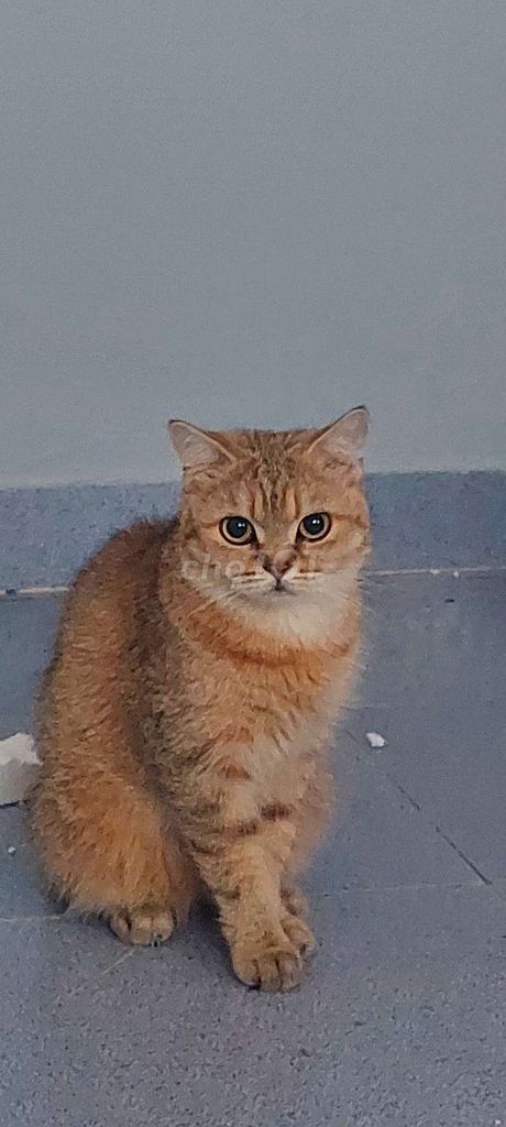 Mèo cảnh cái trên 1 năm. Mua bán Mèo tại Thành phố Thuận An Bình Dương được đăng bởi Uyênn Nhii hình 1