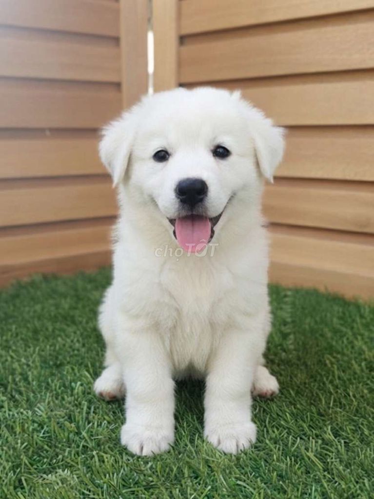 Golden Retriever Trắng F1 đã tiêm có sổ Bảo Hành. Mua bán Chó tại Quận Tân Bình Tp Hồ Chí Minh được đăng bởi Thi Thi hình 1