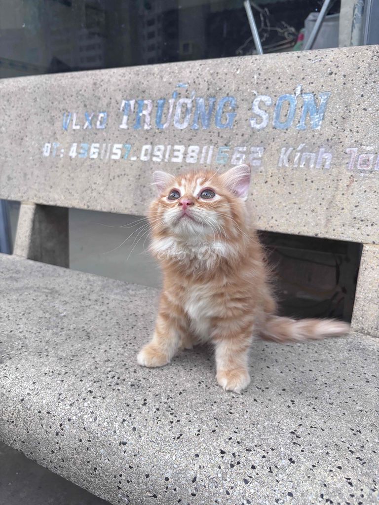 Mèo Anh tai cụp. Mua bán Mèo tại Huyện Bình Chánh Tp Hồ Chí Minh được đăng bởi Vy Yen hình 1