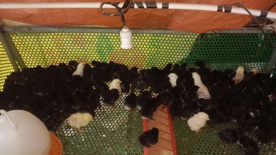 Gà con giống siêu đẹp ace cần giống ib. Mua bán Gà tại Thành phố Thuận An Bình Dương được đăng bởi Le binh