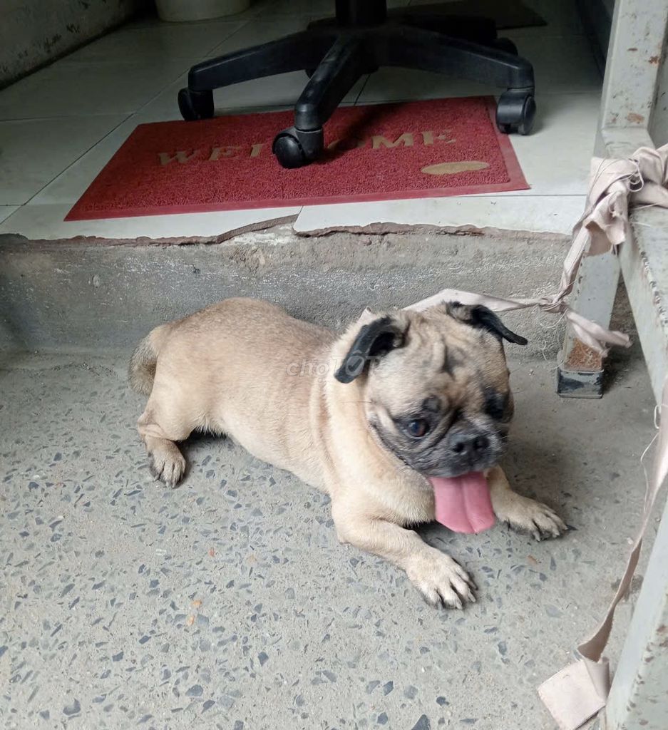 Chó Pug Nâu vàng. Mua bán Chó tại Huyện Hóc Môn Tp Hồ Chí Minh được đăng bởi Nguyen mai dao hình 1