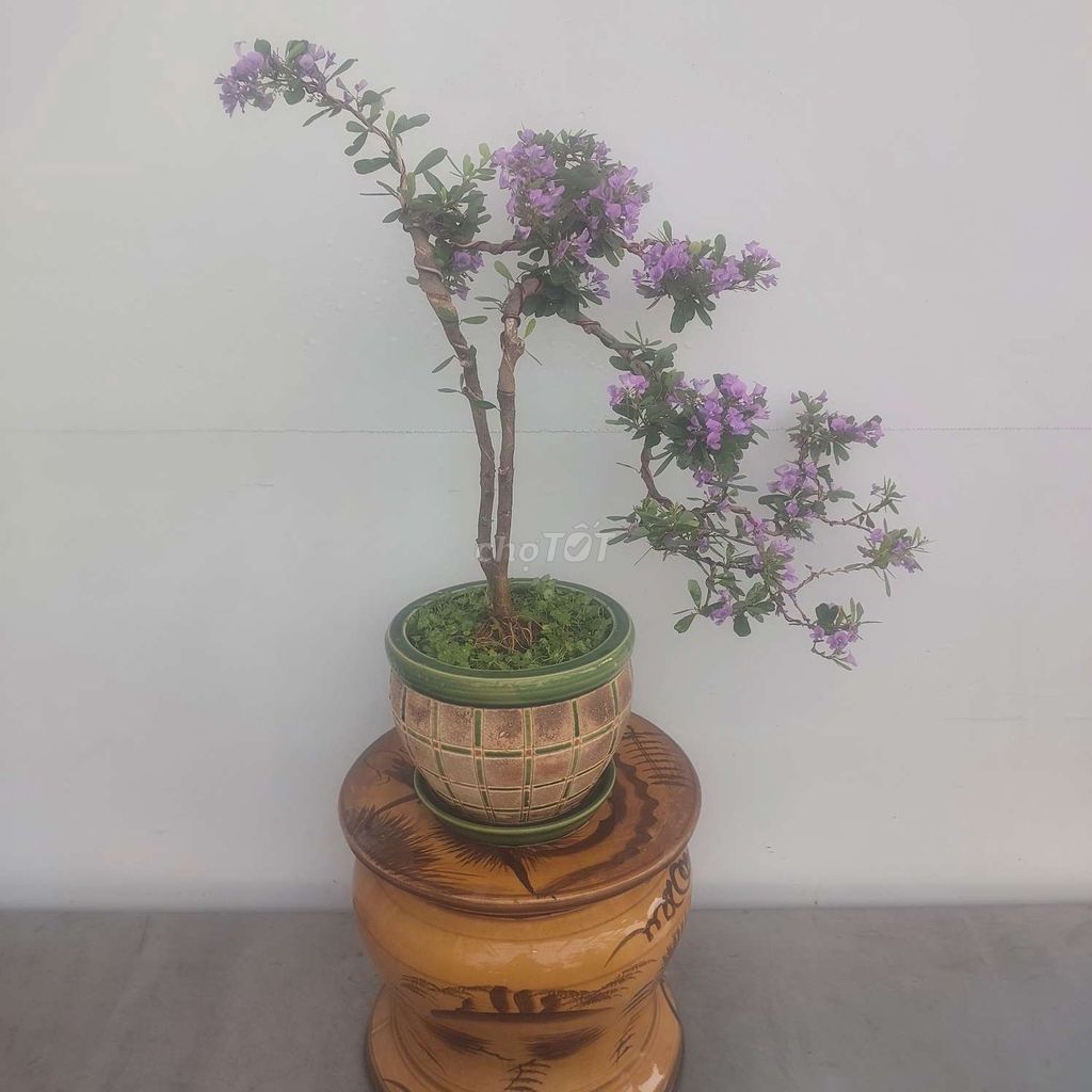 Chậu Sam bonsai siêu bông để bàn