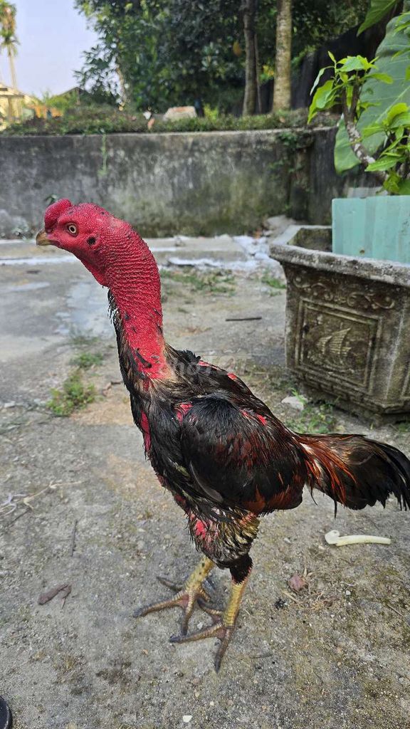 Gà đá Tía mật 3kg chân xanh Đực. Mua bán Gà tại Thành phố Tam Kỳ Quảng Nam được đăng bởi Xuân Tiến  hình 1