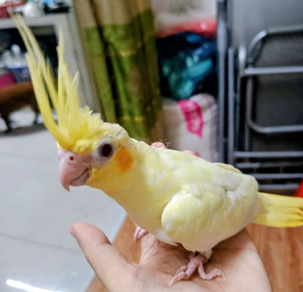 Cockatiel Vàng Thuần khoẻ mạnh. Mua bán Chim tại Quận 7 Tp Hồ Chí Minh được đăng bởi Phuong hình 1