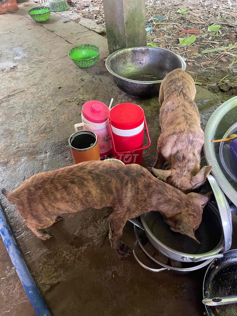 Chó giữ nhà Vện Đực Cái. Mua bán Chó tại Huyện Cầu Ngang Trà Vinh được đăng bởi Thằng Quỷ An Long hình 1