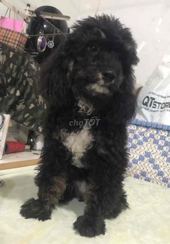 poodle nhà nuôi ❤️❤️❤️. Mua bán Chó tại Thành phố Thủ Đức Tp Hồ Chí Minh được đăng bởi BÁN THÚ CƯNG KHÔNG ĐĂNG ẢNH LỪA ĐẢO  hình 2