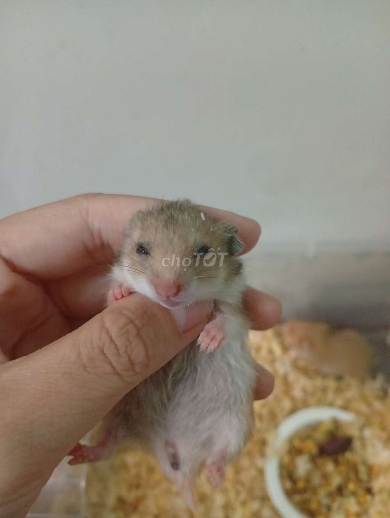 Hamster bear