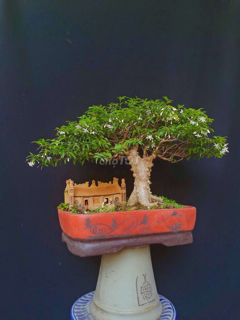 Cây Mai Chiếu Thủy bonsai cao 35cm