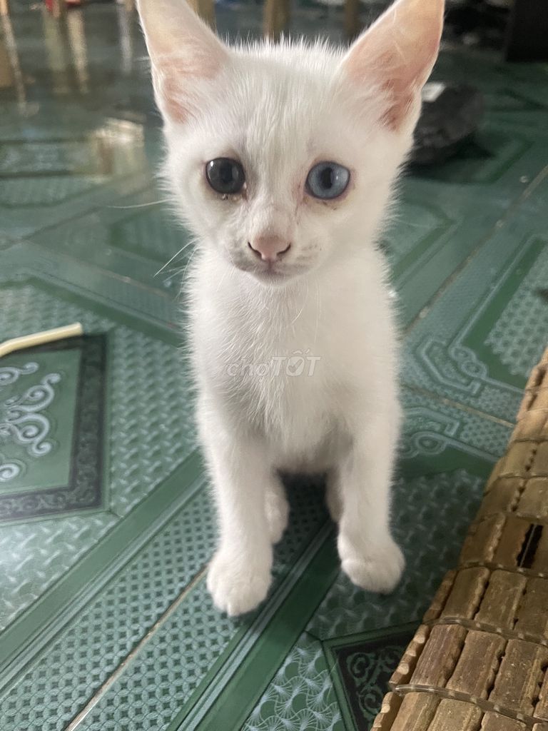 mèo anh mắt 2 màu. Mua bán Mèo tại Huyện Hóc Môn Tp Hồ Chí Minh được đăng bởi Tên chưa cung cấp hình 1