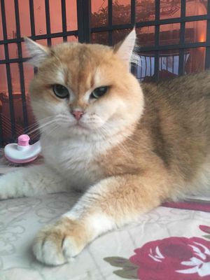 Đực phối Golden bao đậu Form đẹp