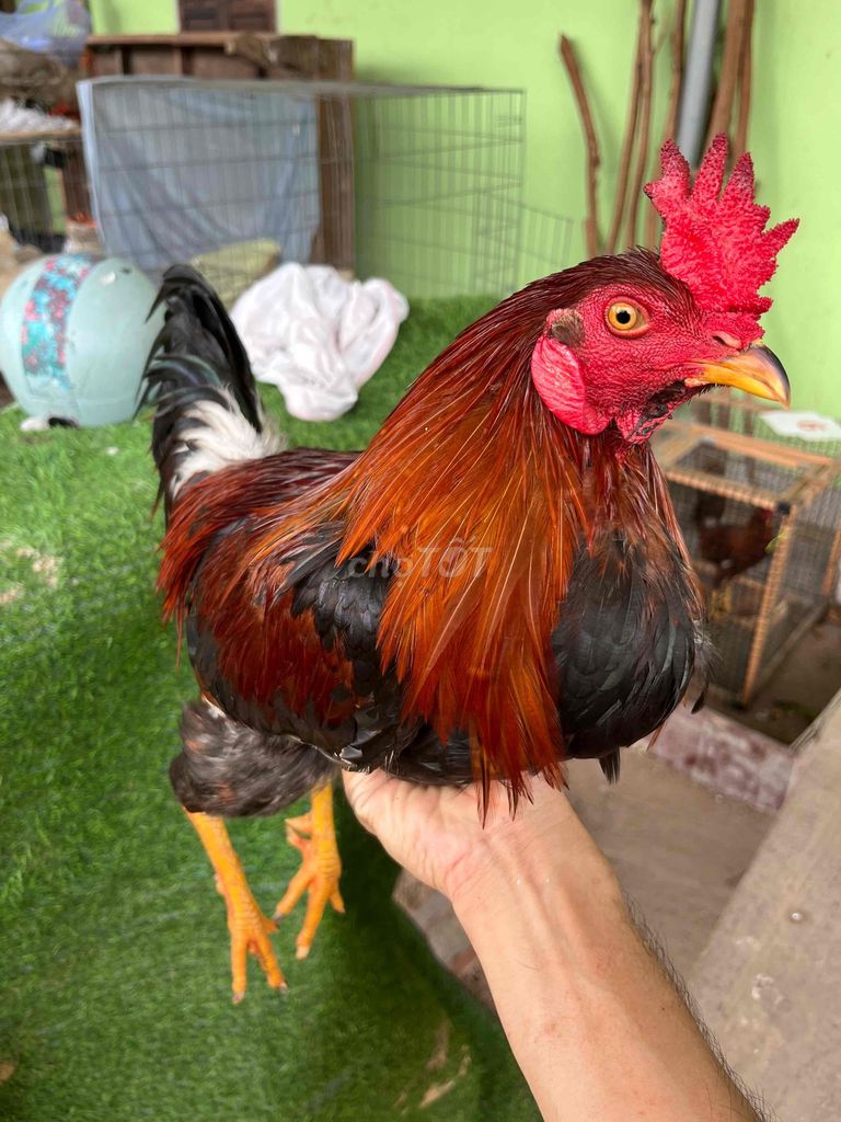 điều 2,5kg trạng 2,7-2,8kg. Mua bán Gà tại Huyện Đất Đỏ Bà Rịa - Vũng Tàu được đăng bởi Phong CHICKEN hình 1