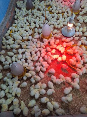 Trại sỉ lẻ các loại gà nòi Bến Tre gà chọi gà ta. Mua bán Gà tại Quận 12 Tp Hồ Chí Minh được đăng bởi Lê Thị Hảo