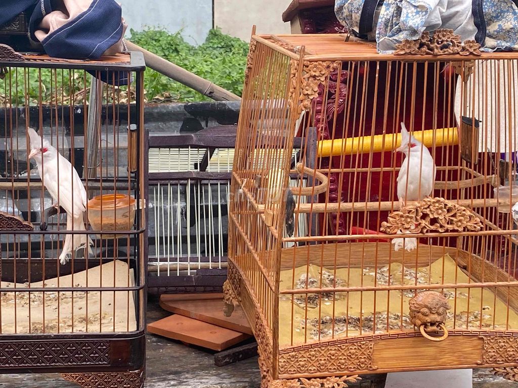 Chim bạch tinh 8 tháng màu Trắng. Mua bán Chim tại Huyện Bình Chánh Tp Hồ Chí Minh được đăng bởi Võ Ngọc Linh hình 1