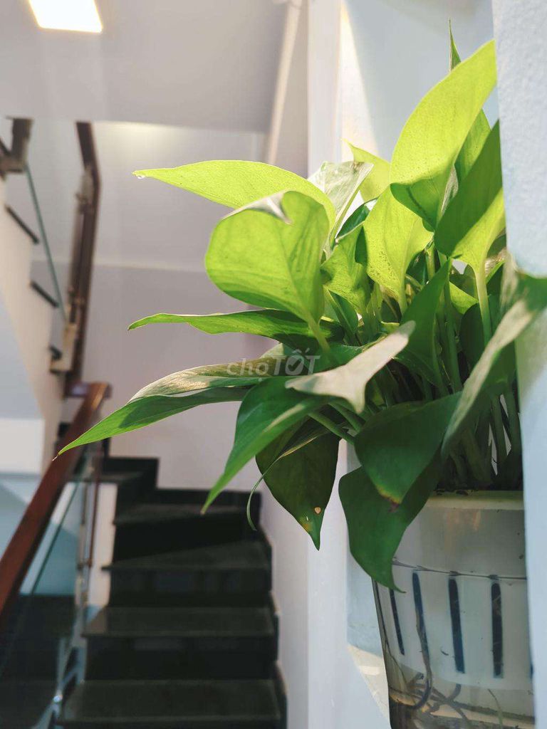 CẦN BÁN GẤP NHÀ THU NHẬP CAO HUỲNH TẤN PHÁT Q7. Mua bán nhà ở tại Quận 7 Tp Hồ Chí Minh được đăng bởi BDS Huy Lê hình 3