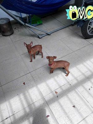 CẦN RA ĐI 2 BÉ PHỐC HƯƠU ĐỰC. Mua bán Chó tại Thành phố Thủ Đức Tp Hồ Chí Minh được đăng bởi Nam