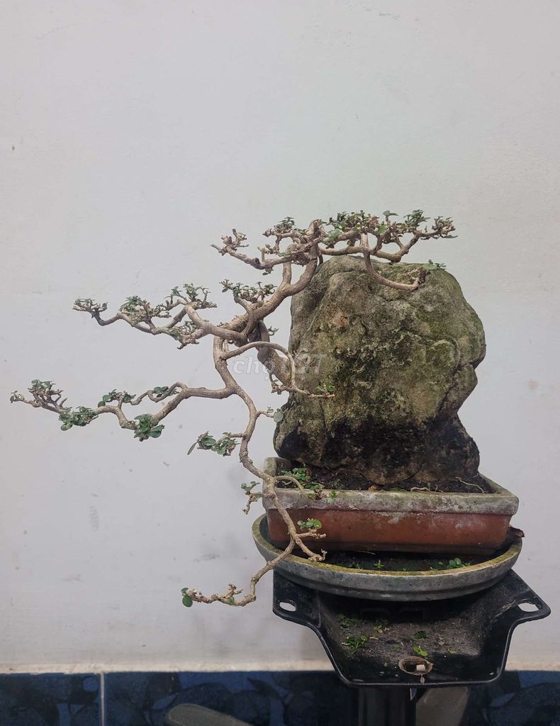 Bonsai Hương Sam -
Chậu chữ nhật 12×16 cm