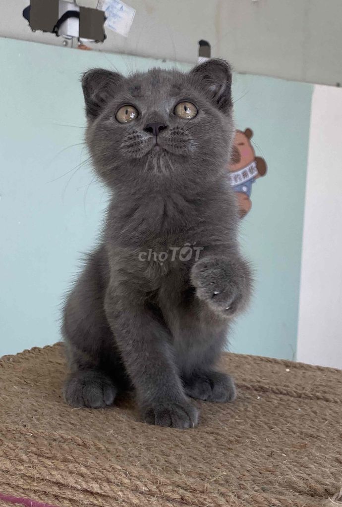 mèo anh giá trên hình từ 900. Mua bán Mèo tại Thành phố Thủ Đức Tp Hồ Chí Minh được đăng bởi Nguyễn Quốc Việt hình 4