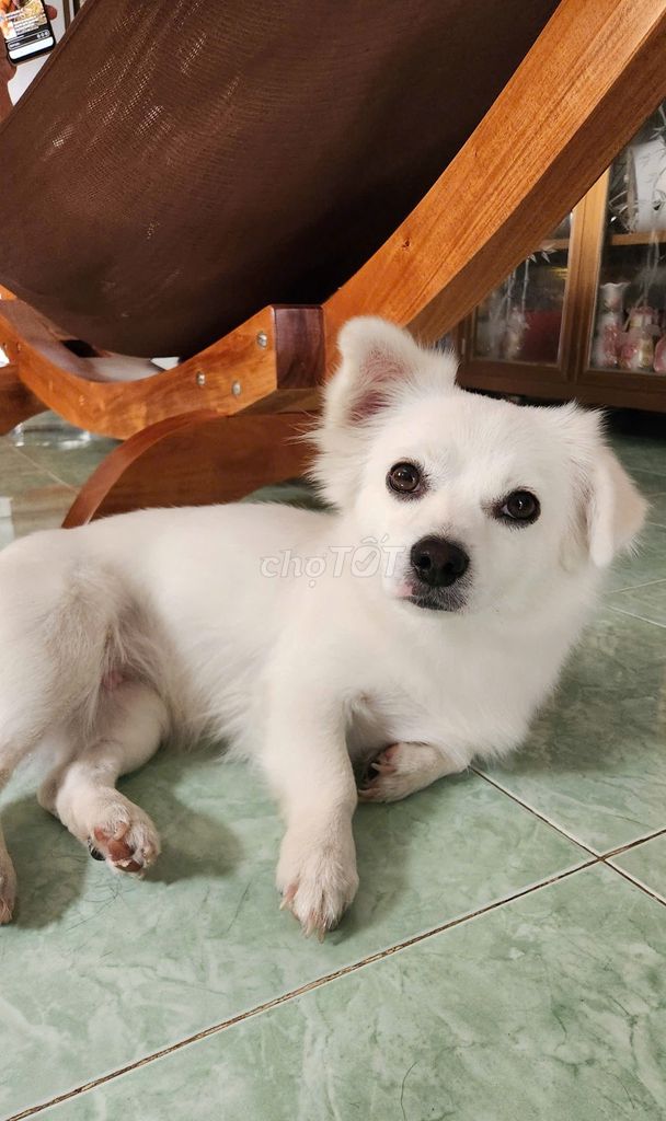 Tặng bé cái phóc sóc lai corgi. Mua bán Chó tại Thành phố Trà Vinh Trà Vinh được đăng bởi LTKD hình 1