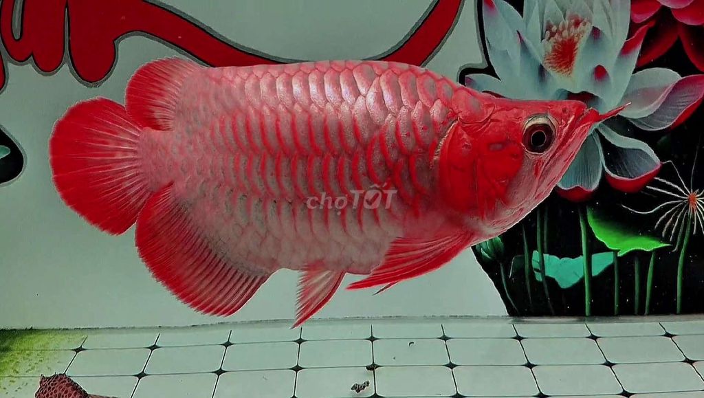 Huyết Long fafu short bạch ngọc 30cm siêu đỏ full. Mua bán Thú cưng khác tại Quận 12 Tp Hồ Chí Minh được đăng bởi Thi Thi hình 1