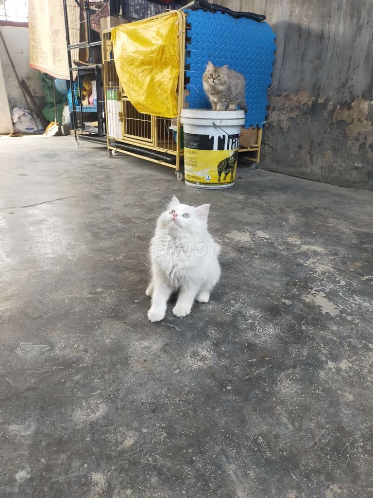 Mèo Anh lông dài cái. Mua bán Mèo tại Huyện Thuỷ Nguyên Hải Phòng được đăng bởi Cún hình 1