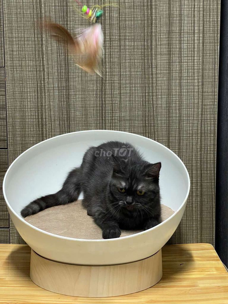 Mèo anh lông ngắn 3 tháng siêu đẹp. Mua bán Mèo tại Quận 3 Tp Hồ Chí Minh được đăng bởi Nguyễn thị thanh thủy hình 4