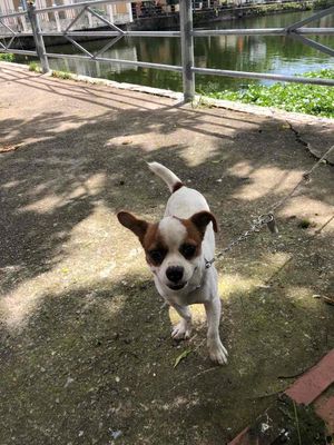 Chó con Trắng Nâu đã tiêm