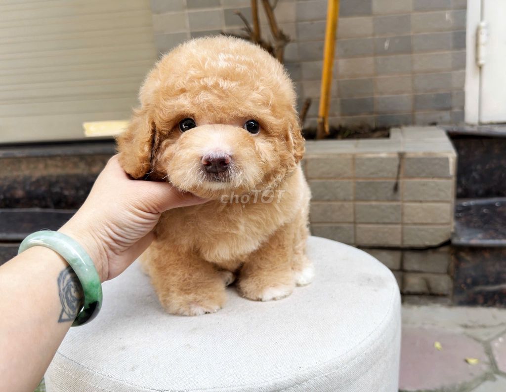 Chó Poodle Thuần chủng Đực Cái. Mua bán Chó tại Huyện Thanh Trì Hà Nội được đăng bởi Trần Thanh Hiền hình 1