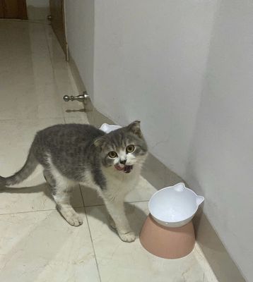 bé 🐈 tabby tai cụp anh lông ngắn. Mua bán Mèo tại Huyện Hóc Môn Tp Hồ Chí Minh được đăng bởi Nguyễn Phúc Yên Phong
