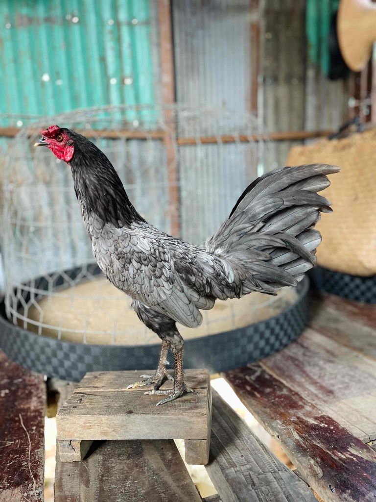 Gà Hiện 1kg370. . Trạng 1kg4 . . Tay Tốt .. Mua bán Gà tại Thị xã Tân Châu An Giang được đăng bởi DUY An Giang hình 1