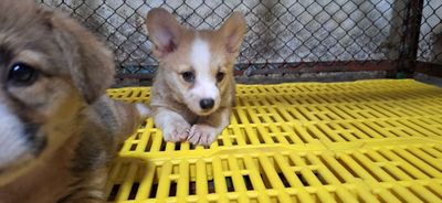 CORGI NUÔI TẠI NHÀ DỄ THƯƠNG GIÁ HỜI