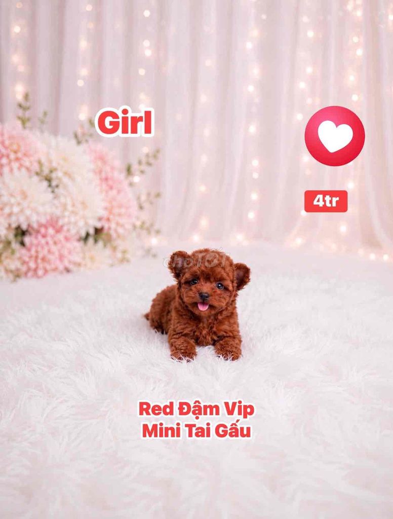 🍒🍒 POODLE TAI GẤU MINI THUẦN VIP 🍒🍒. Mua bán Chó tại Huyện Hóc Môn Tp Hồ Chí Minh được đăng bởi SIÊU PET SG UY TÍN  hình 1