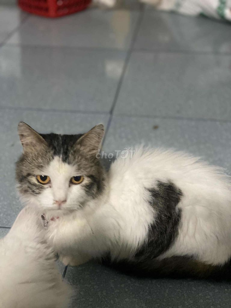 Mèo lông dài chân ngắn đực. Mua bán Mèo tại Thị xã Điện Bàn Quảng Nam được đăng bởi Minh Tiến hình 1