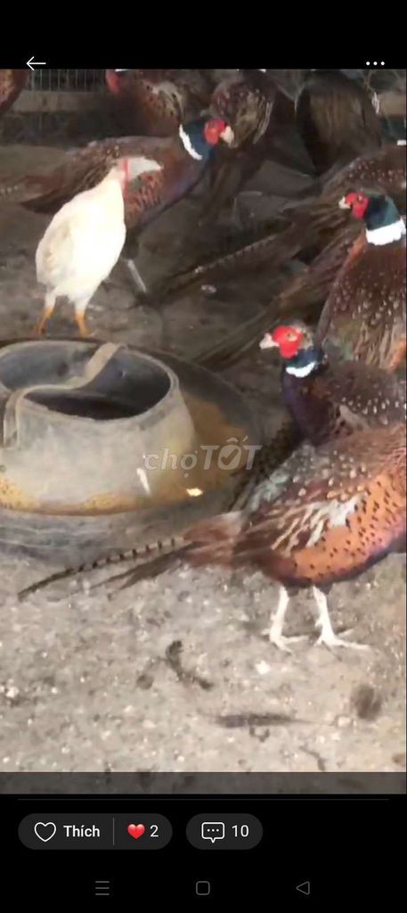 Chim trĩ xanh đỏ 2 tháng. Mua bán Chim tại Quận Long Biên Hà Nội được đăng bởi tổng kho sỉ hình 1