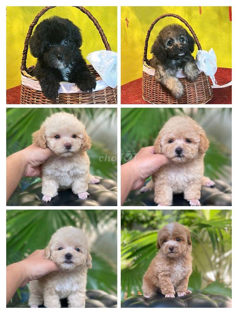 Poodle thuần chủng giá học sinh