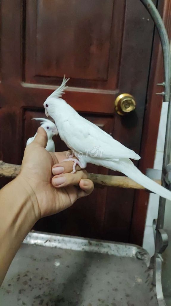 Vẹt cockatiel abino