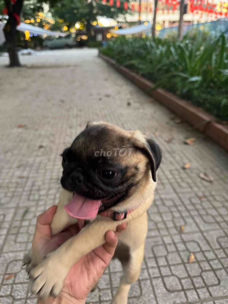 Chó Pug 3 tháng tuổi cực đẹp. Mua bán Chó tại Quận Hai Bà Trưng Hà Nội được đăng bởi Hoang Giang hình 2