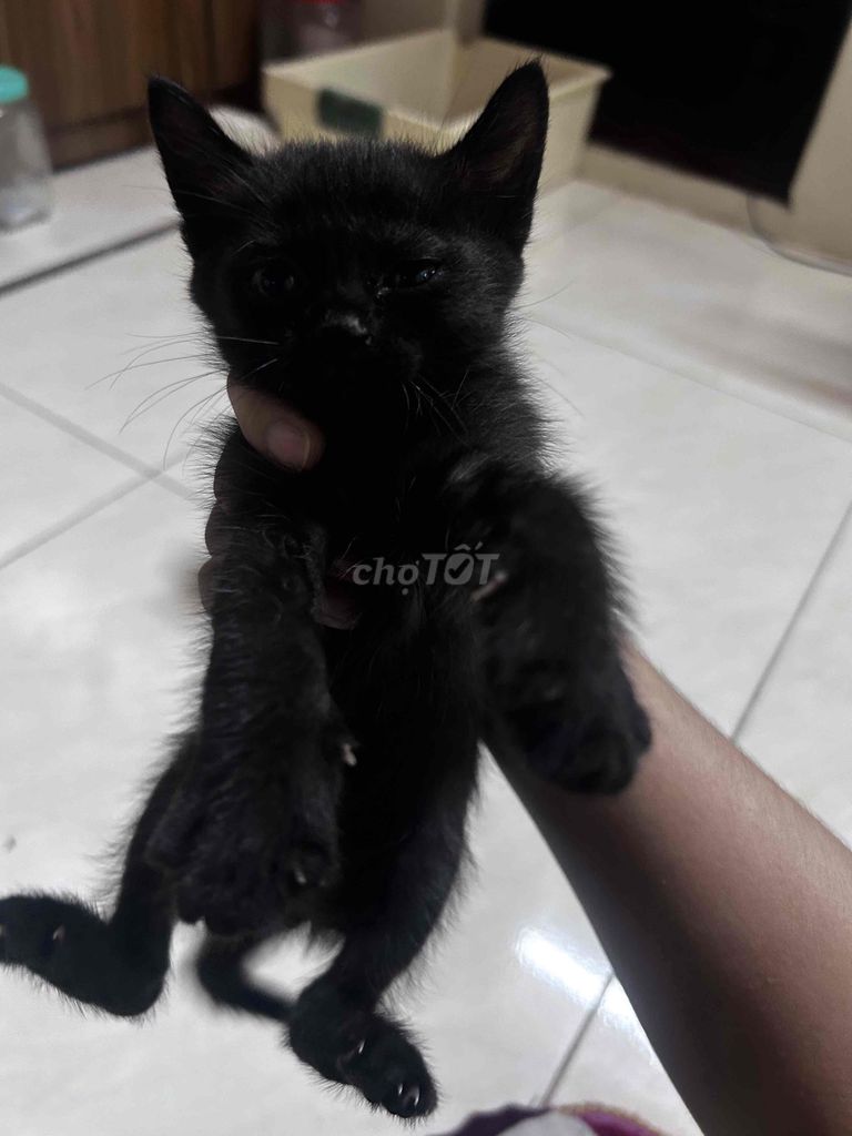 Mèo con đen. Mua bán Mèo tại Quận Hai Bà Trưng Hà Nội được đăng bởi Thuyquynh Duong hình 1